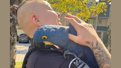 طوطی کمیاب از نژاد Hyacinth Macaw