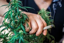 مصرف ماریجوانا در بین نوجوانان کانادایی