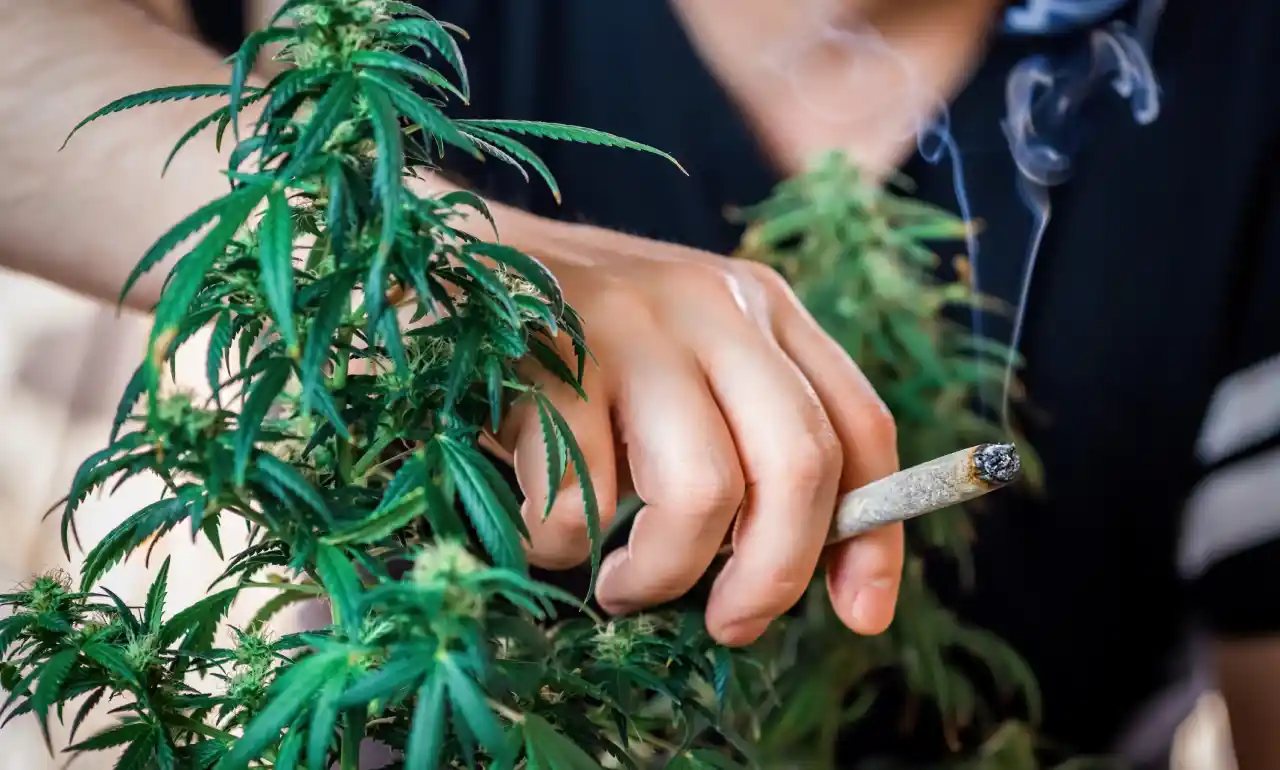 مصرف ماریجوانا در بین نوجوانان کانادایی