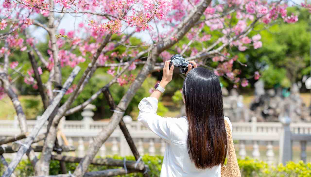 تماشای شکوفه های گیلاس در تورنتو