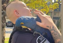 طوطی کمیاب از نژاد Hyacinth Macaw