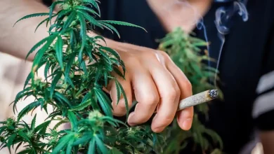 مصرف ماریجوانا در بین نوجوانان کانادایی