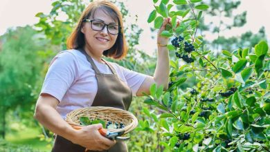 ۴ مزرعه نزدیک تورنتو که می‌توانید در جولای و آگوست برای چیدن بلوبری به آنجا بروید